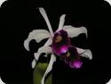 Laelia purpurata var. roxo bispo